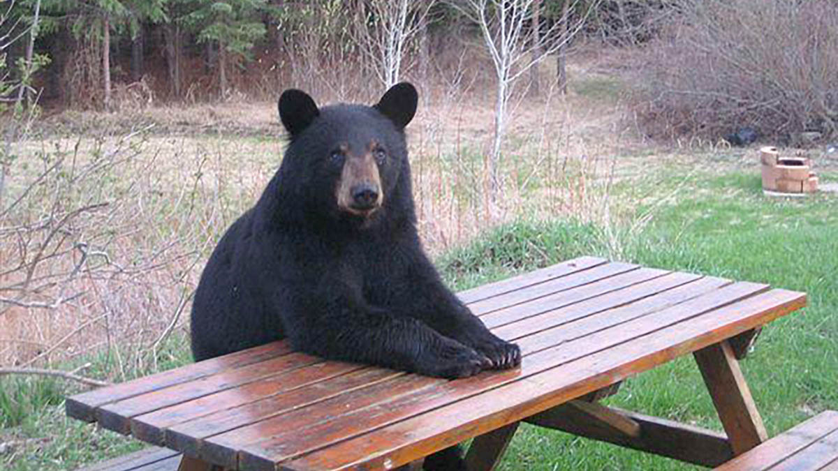 The Bear. Possibly waiting for lunch?