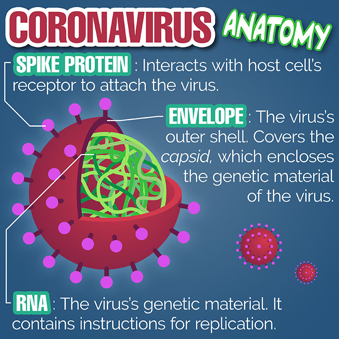 Infographic on Virus Anatomy